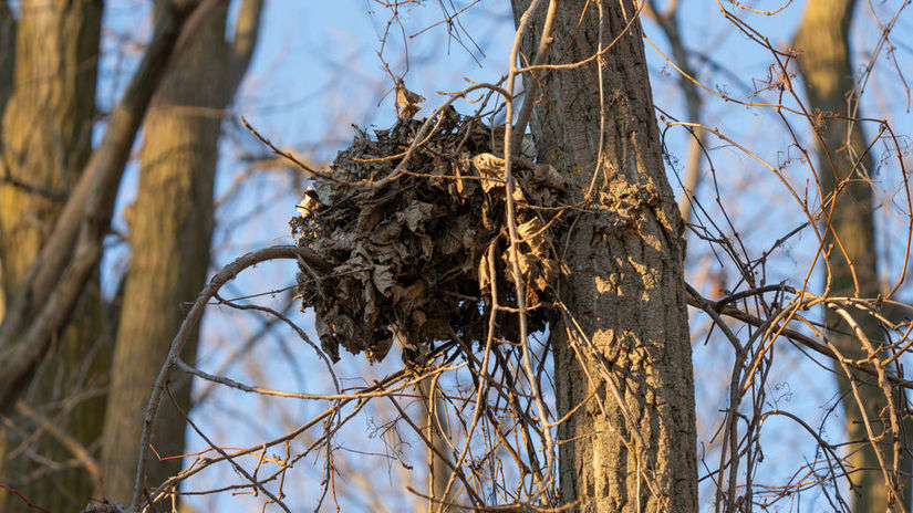 Zahadne hniezda v korunach stromov kto ich stavia