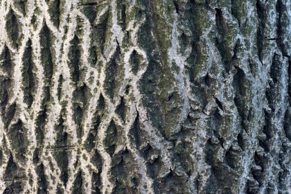 Ako vystrel z pistole vybuchujuce stromy nie su tim cim sa zdaju byt vedci vysvetluju sokujuci zimny jav