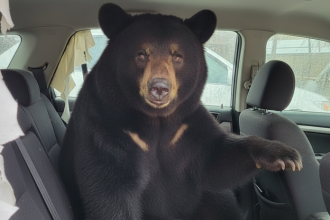 Odomknute dvere a medved v aute turistov