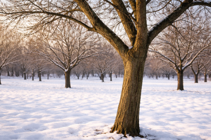 V zime stromom casto praska kora ako spoznat problem