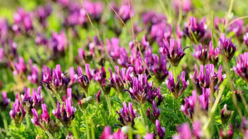 Zbohom stresu a oslabenej imunite