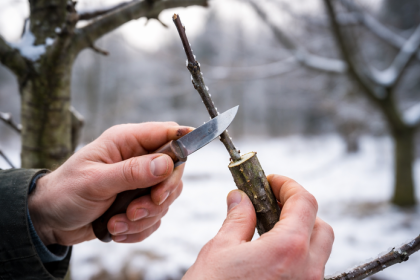 Zimne stepenie ovocnych stromov robi zahradkari chyby