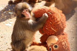 Matka ho odvrhla on si nasiel novu plysovu Pribeh mladatya makaka dojima internet