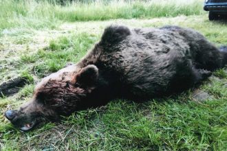 Ministerstvo zivotneho prostredia prehralo sud v suvislosti s povolenim vynimky na odstrel osmich medvedov