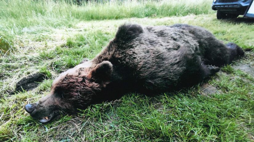 Ministerstvo zivotneho prostredia prehralo sud v suvislosti s povolenim vynimky na odstrel osmich medvedov