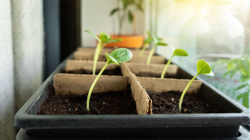 Preco parapet nad radiotorom nici priesady chyba ktoha ich vytahuje do vysky