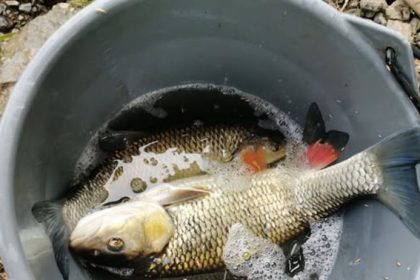 Tieto slovenske ryby nekonzumujte Su plne arzenu sposobuju rakovinu najma pluc a peceneskodia aj srdcu a cievam