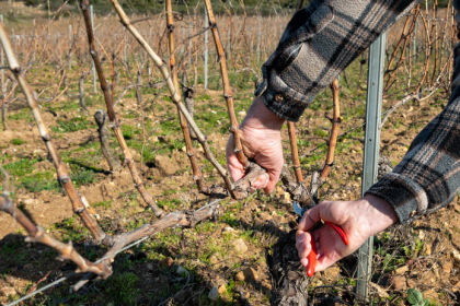Zimny rez vinica ovplyvnuje urodu Kedy strihat a preco sa neoplat cakat do jari