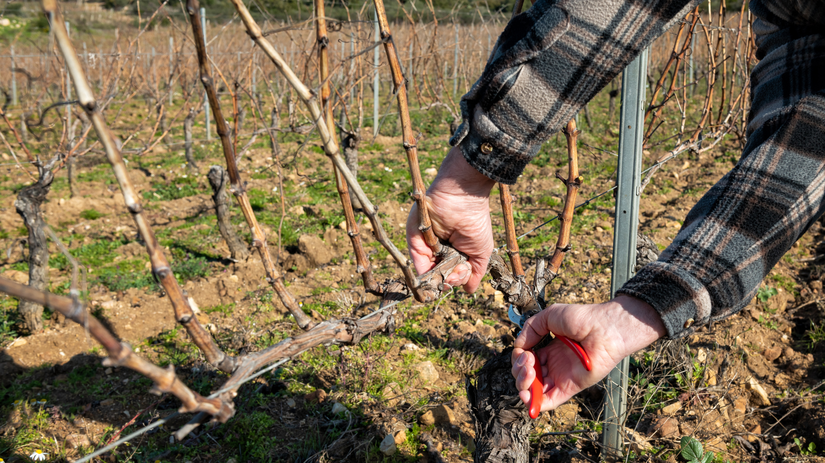 Zimny rez vinica ovplyvnuje urodu Kedy strihat a preco sa neoplat cakat do jari
