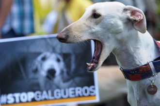 ked je tyranie psov kulturnym dedicstvom v spanielsku roczne zabijaju tisice chrtov