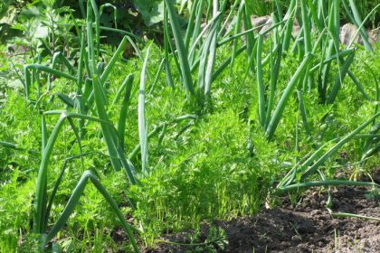 mrkva vedla cibule silna dvojica na zahone zvladne to co casto nedokazu ani pesticidy