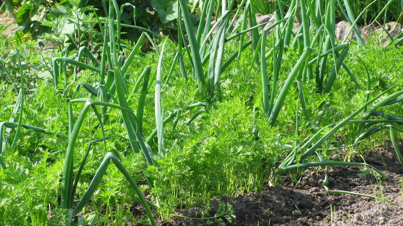 mrkva vedla cibule silna dvojica na zahone zvladne to co casto nedokazu ani pesticidy