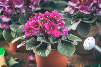 Africke fialky nekvitnu Najcastejsie hyby ktore ich robia len zelenymi rastlinami bez kvetov