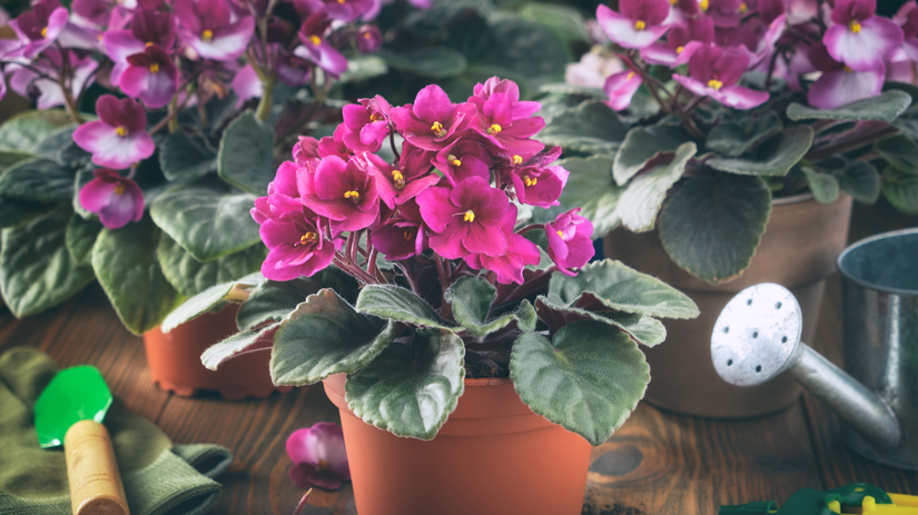 Africke fialky nekvitnu Najcastejsie hyby ktore ich robia len zelenymi rastlinami bez kvetov