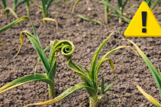 Fuzavka cesnakova zacina lietat uz skoro na jar vysadby je potreba zakryt skor nez napadne na rastliny