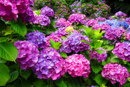 Kedy a ako strihat hortenzie Rozdiel medzi druhmi ovplyvnuje kvitnutie