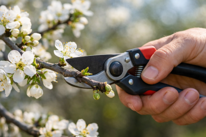Kedy strihat slivky Odporucany termin vas prekvapi no strom sa za to odvdaci zdravym rastom a kvalitnou urodou