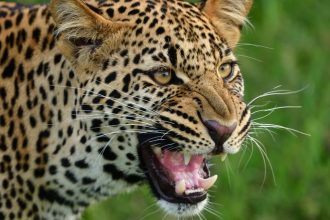 Meditacia v jaskyni sa skoncila tragicky Ceskho mnich napadol leopard zraneniam podlahol