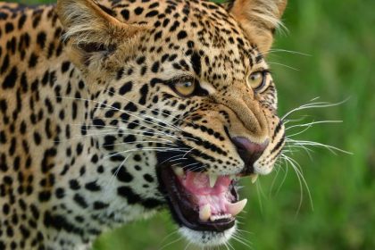 Meditacia v jaskyni sa skoncila tragicky Ceskho mnich napadol leopard zraneniam podlahol