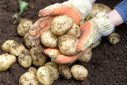 Najlepsie odrody zemiakov pre zahradkarov Ktore sa oplati pestovat pre urodu chut a skladovanie