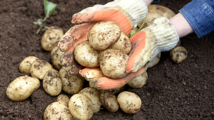Najlepsie odrody zemiakov pre zahradkarov Ktore sa oplati pestovat pre urodu chut a skladovanie