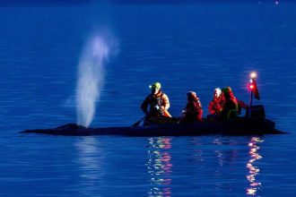 Zachrana ktora dojala Nemecko Velyrba unikla z plytcin pomohli jej ludia ale boj o navrat domov pokracuje