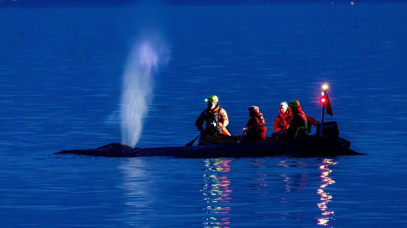 Zachrana ktora dojala Nemecko Velyrba unikla z plytcin pomohli jej ludia ale boj o navrat domov pokracuje