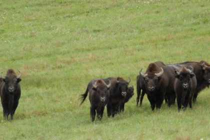 rarita slovenskej prirody scitanie zubrov v poloninach sa skoncilo