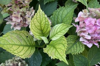 Hortenzie nekvitnu a listy zltu problem moze byt vo vapniku a nespravnom hnojenii