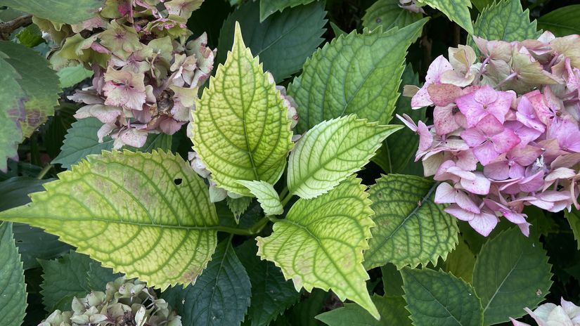 Hortenzie nekvitnu a listy zltu problem moze byt vo vapniku a nespravnom hnojenii