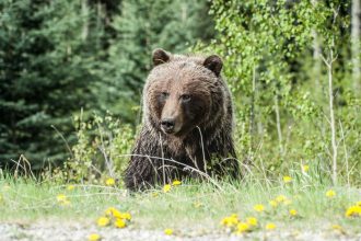 Sekundy hrozy na Urpine Medved napadol bezca zranenemu muzovi sa podarilo uniknut