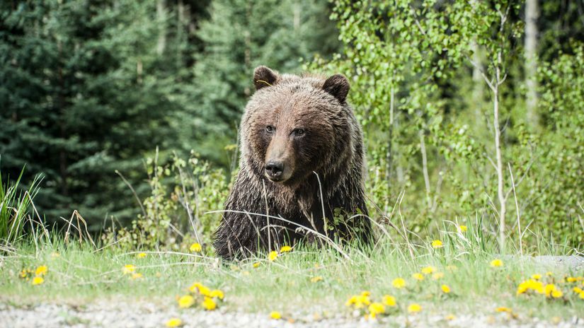 Sekundy hrozy na Urpine Medved napadol bezca zranenemu muzovi sa podarilo uniknut