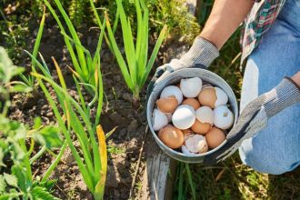 Vajecne skruppiny v zahrade pomahaju alebo skodia Pravda je ina nez si mysli vacsina