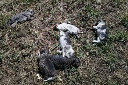 ohavny cin policia ziada o pomoc preveruju pripad usmrtenia deviatich maciatok