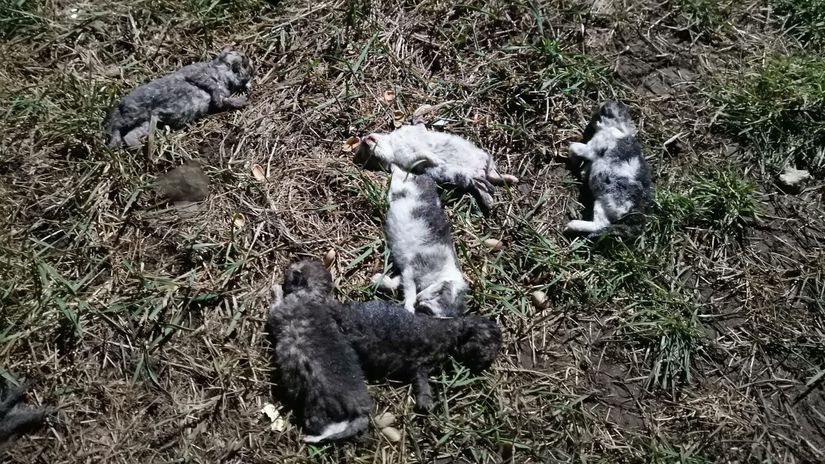 ohavny cin policia ziada o pomoc preveruju pripad usmrtenia deviatich maciatok