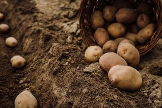 sadenie zemiakov v aprili ak ich vysadite hlboko alebo prilis blizko hluzy byvaju male