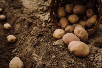 sadenie zemiakov v aprili ak ich vysadite hlboko alebo prilis blizko hluzy byvaju male