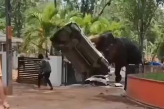 VIDEO Slon sa rozbehol v zachvate besnenia nicil auto a usmrtil cloveka