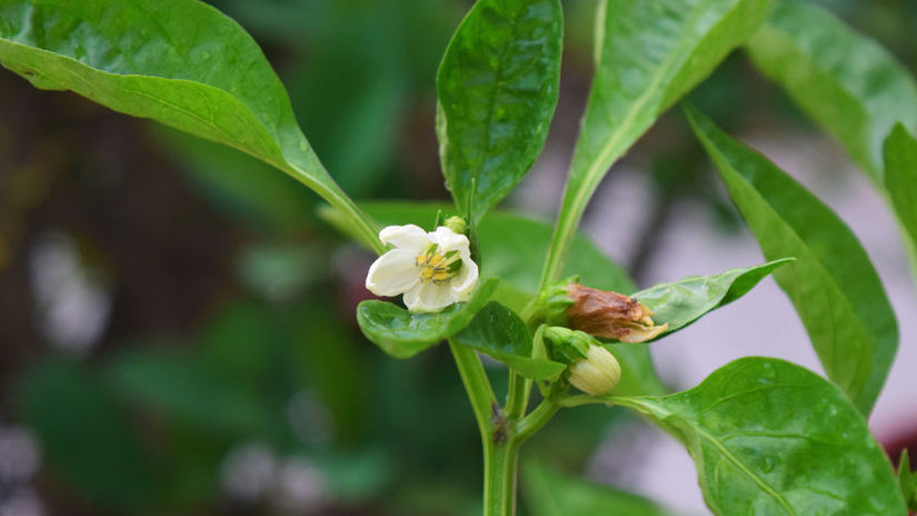 Paprika slabsie kvitne alebo si neudrzi kvety Mozno ju zalievate sposobom ktory jej skodi