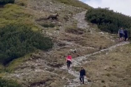 Stuhla im krv v zilah Tatransky medved presiel priamo pomedzi sokovanych turistov komentar k videu bavi internet