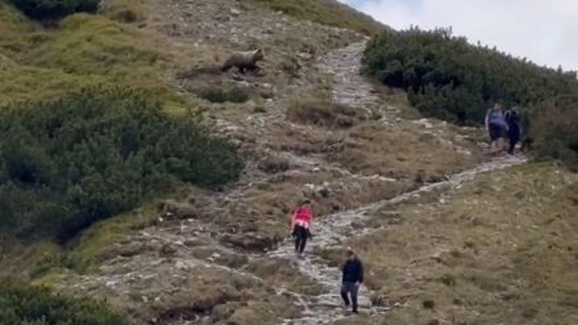 Stuhla im krv v zilah Tatransky medved presiel priamo pomedzi sokovanych turistov komentar k videu bavi internet