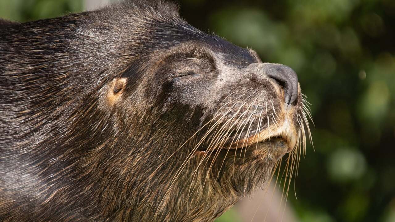 Ceska zoo smuti za uskatcom Hugom V jeho tele nasli hlavu babiky ktoru pravdepodobne do bazena hodil navstevnik